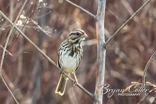 Song Sparrow