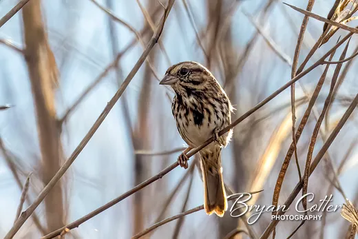 Song Sparrow