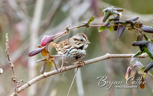 Song Sparrow
