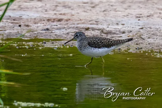Solitary Sandpiper