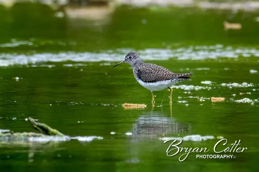 Solitary Sandpiper