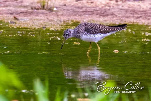 Solitary Sandpiper