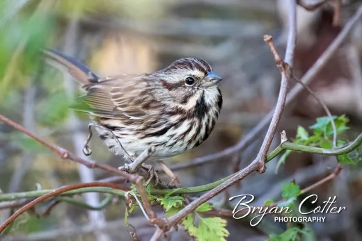 Song Sparrow