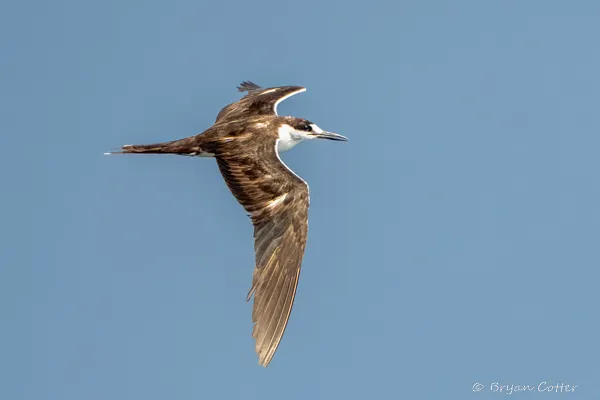 Sooty Tern
