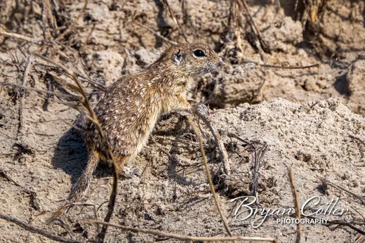 Spotted Ground Squirrel photographed in the Coastal Bend region of Texas by Bryan Cotter