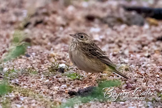 Sprague's Pipit