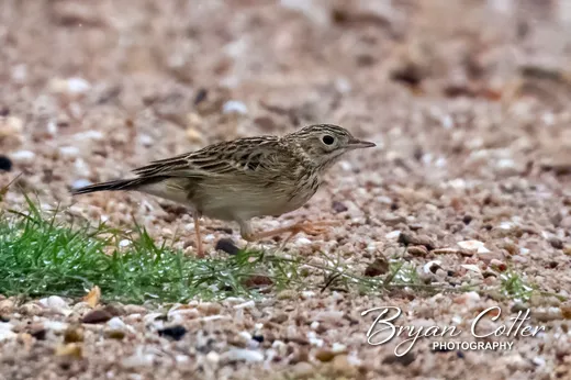 Sprague's Pipit