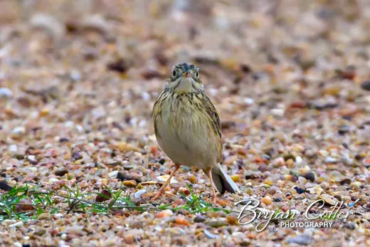 Sprague's Pipit
