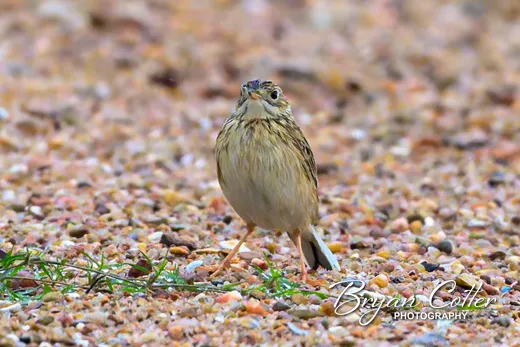 Sprague's Pipit