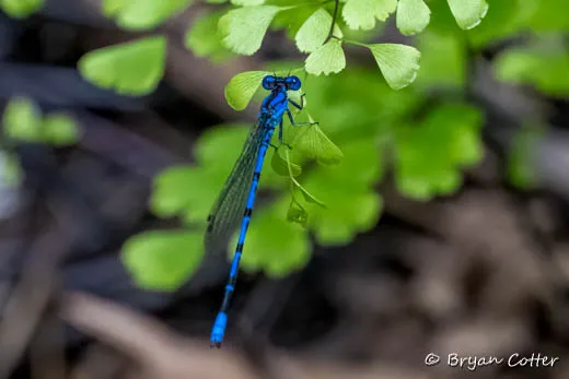 Springwater Dancer