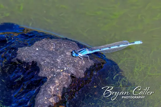 Springwater Dancer photographed in the Davis Mountains region of Texas by Bryan Cotter