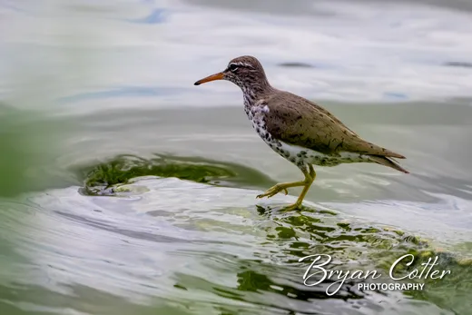 Spotted Sandpiper
