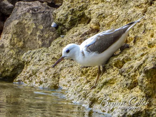 Spotted Sandpiper