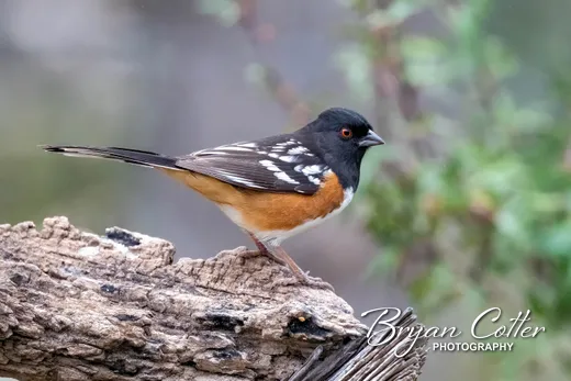 Spotted Towhee