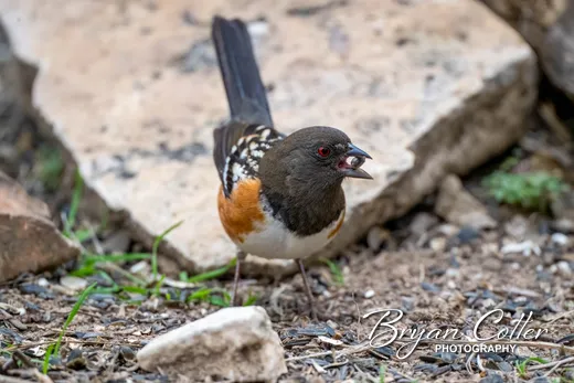 Spotted Towhee