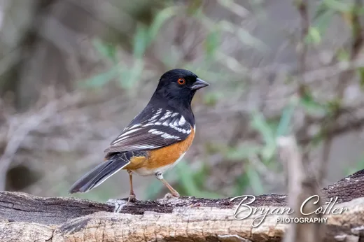 Spotted Towhee