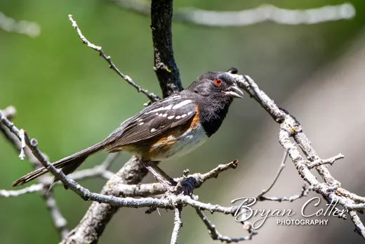 Spotted Towhee photographed in Texas by Bryan Cotter