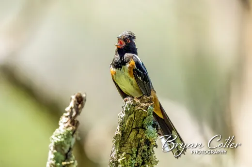 Spotted Towhee