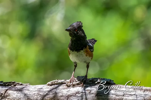 Spotted Towhee