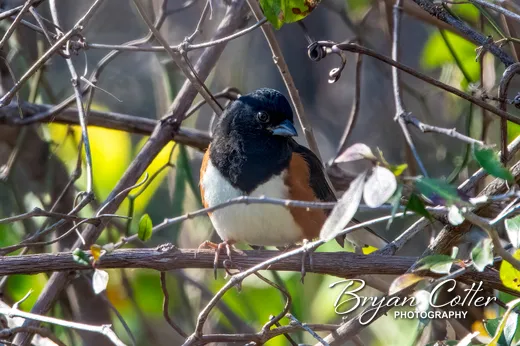 Spotted Towhee