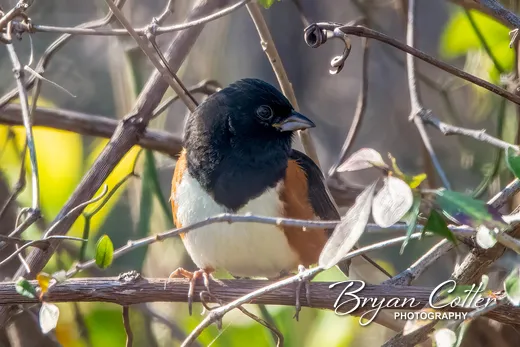 Spotted Towhee
