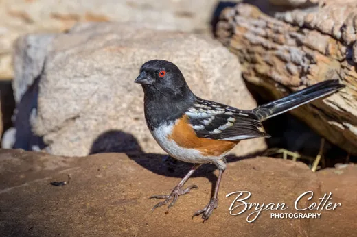 Spotted Towhee photographed in the North Texas region of Texas by Bryan Cotter