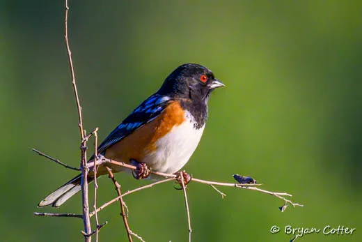 Spotted Towhee