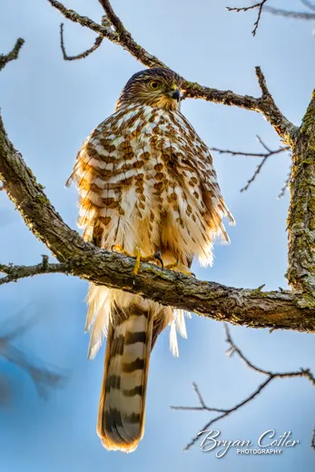 Sharp-shinned Hawk
