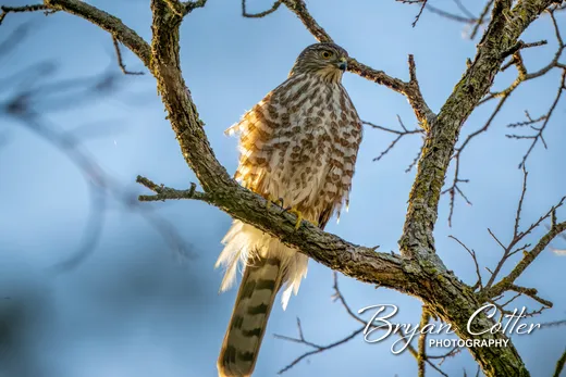 Sharp-shinned Hawk