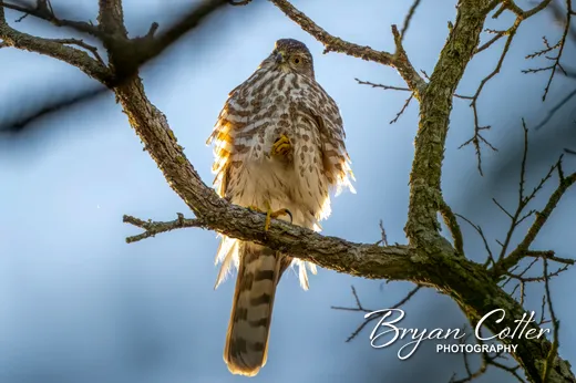 Sharp-shinned Hawk