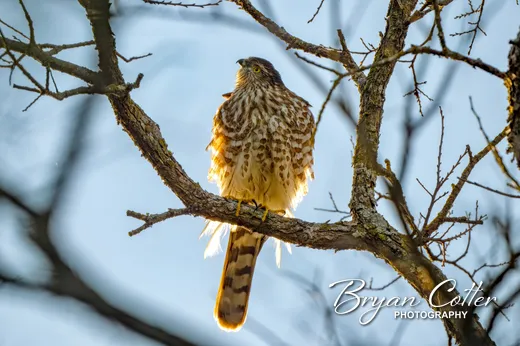 Sharp-shinned Hawk