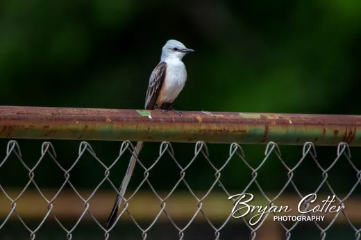 Scissor-tailed Flycatcher