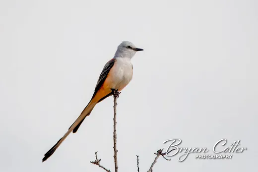 Scissor-tailed Flycatcher