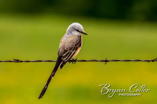 Scissor-tailed Flycatcher