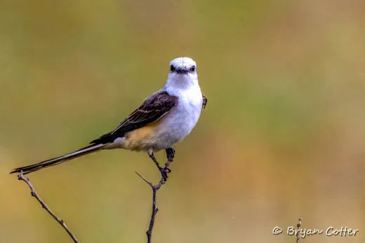 Scissor-tailed Flycatcher