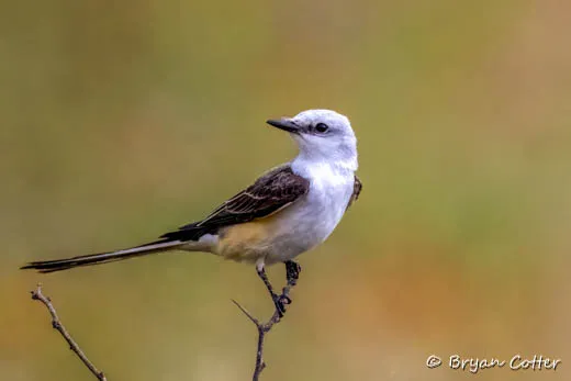 Scissor-tailed Flycatcher
