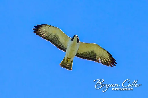 Short-tailed Hawk