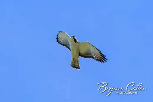 Short-tailed Hawk