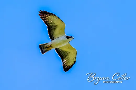 Short-tailed Hawk