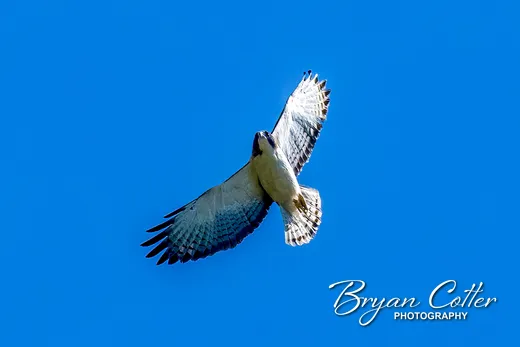Short-tailed Hawk