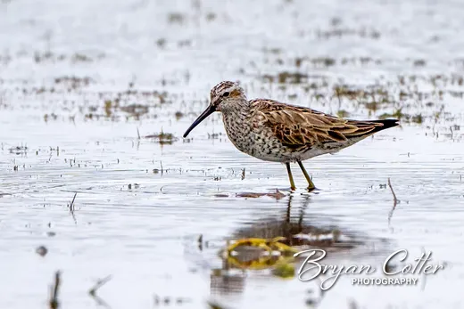 Stilt Sandpiper