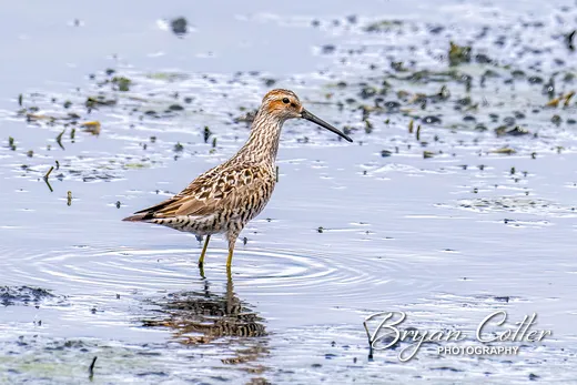 Stilt Sandpiper