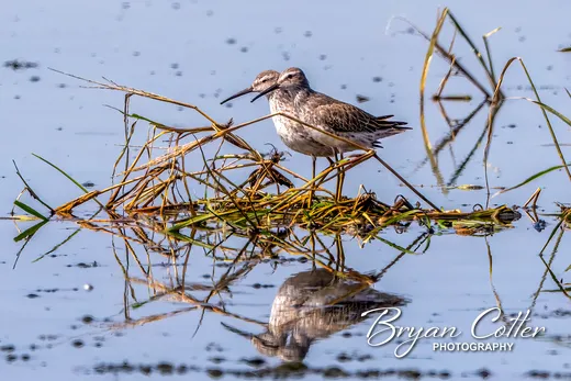 Stilt Sandpiper
