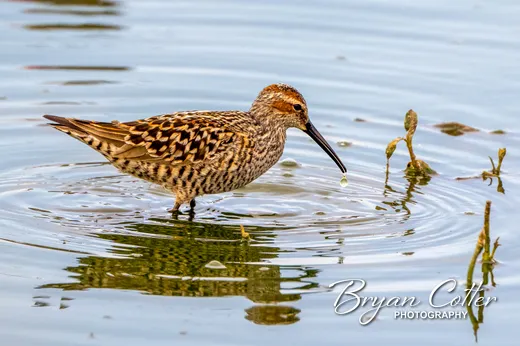 Stilt Sandpiper