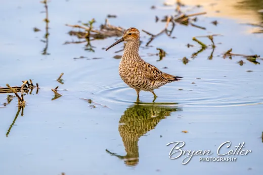 Stilt Sandpiper