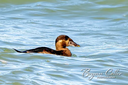 Surf Scoter