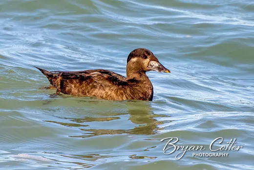 Surf Scoter