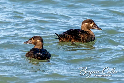 Surf Scoter