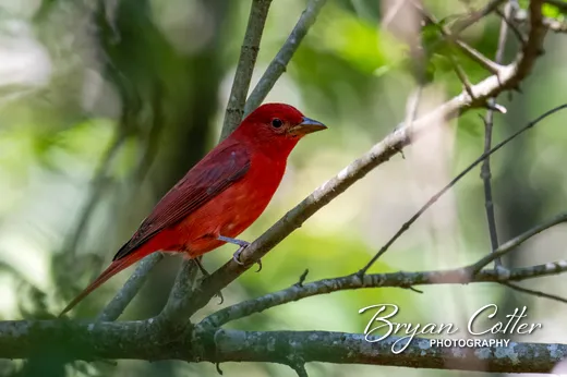 Summer Tanager