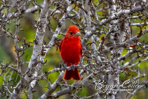 Summer Tanager
